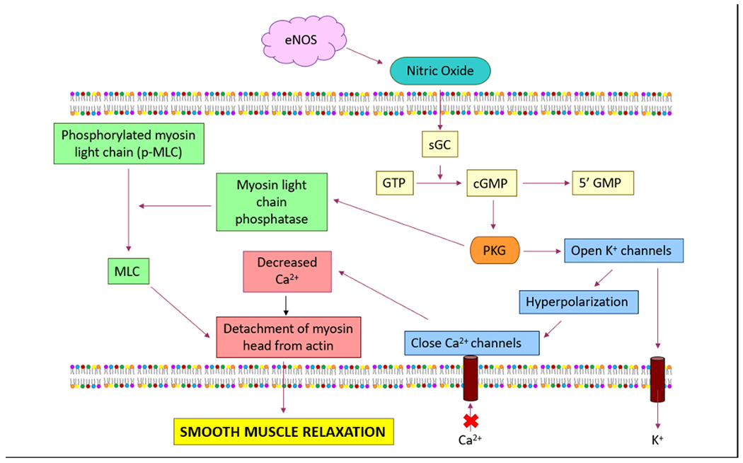 Endothelial Nitric Oxide Synthase (eNOS) and the Cardiovascular System: in Physiology and in Disease States.