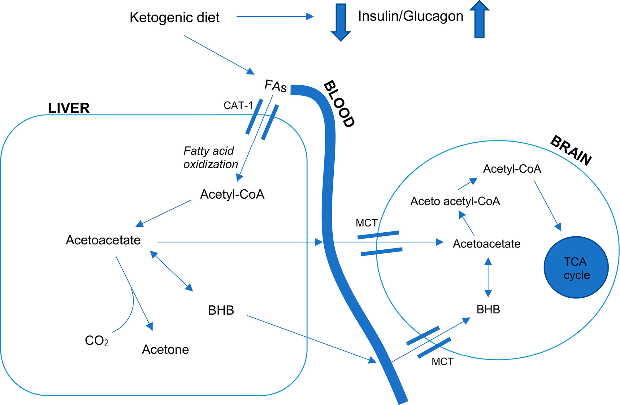 The Role of Ketogenic Metabolic Therapy on the Brain in Serious Mental Illness: A Review.