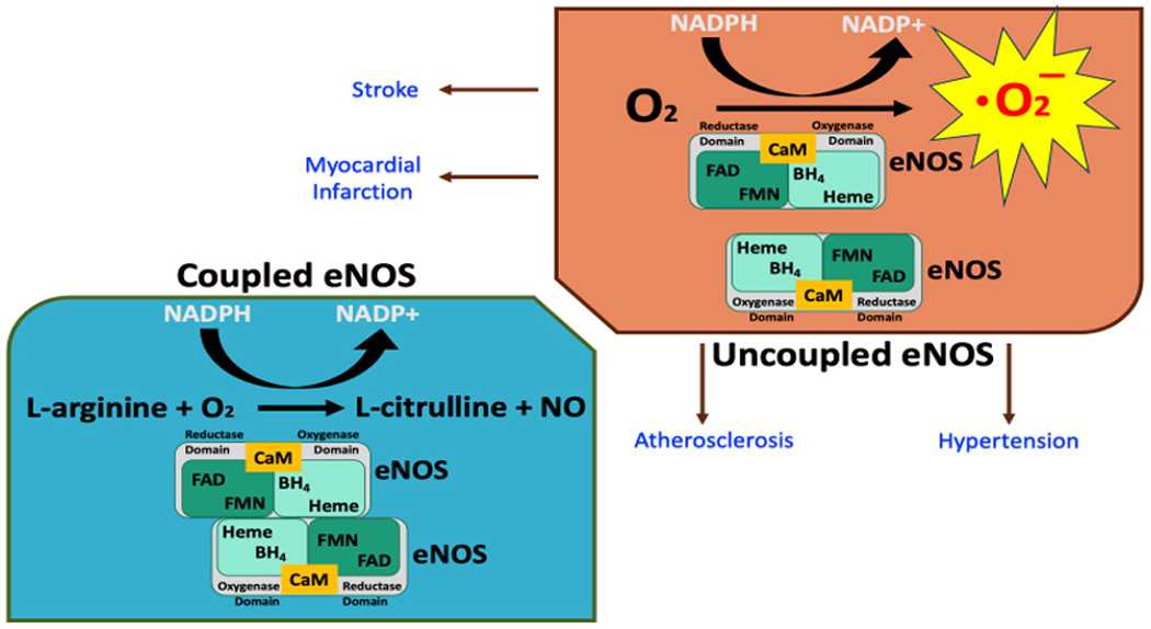 Endothelial Nitric Oxide Synthase (eNOS) and the Cardiovascular System: in Physiology and in Disease States.