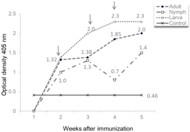 A preliminary evaluation of tick cement-cone protein extract for a vaccine against <i>Hyalomma</i> infestation.