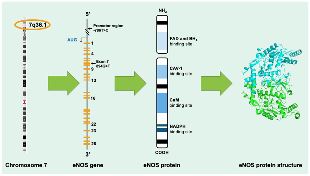 Endothelial Nitric Oxide Synthase (eNOS) and the Cardiovascular System: in Physiology and in Disease States.