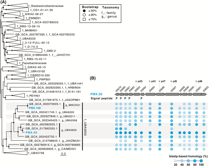 Novel Cross-domain Symbiosis between Candidatus Patescibacteria and Hydrogenotrophic Methanogenic Archaea Methanospirillum Discovered in a Methanogenic Ecosystem.