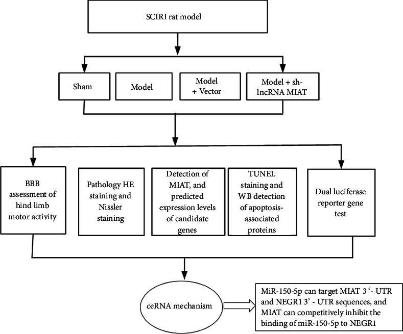 LncRNA MIAT Upregulates NEGR1 by Competing for miR-150-5p as a Competitive Endogenous RNA in SCIRI Rats.