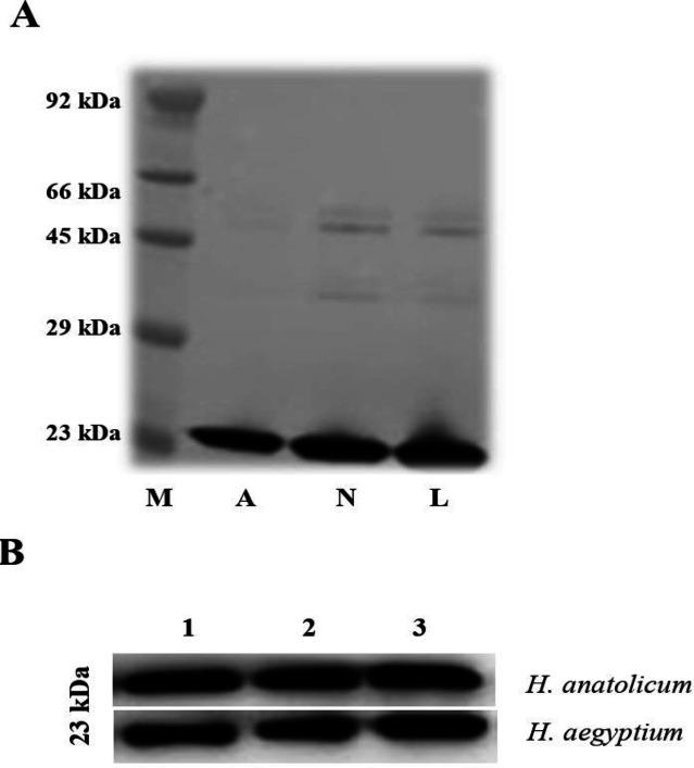 A preliminary evaluation of tick cement-cone protein extract for a vaccine against <i>Hyalomma</i> infestation.