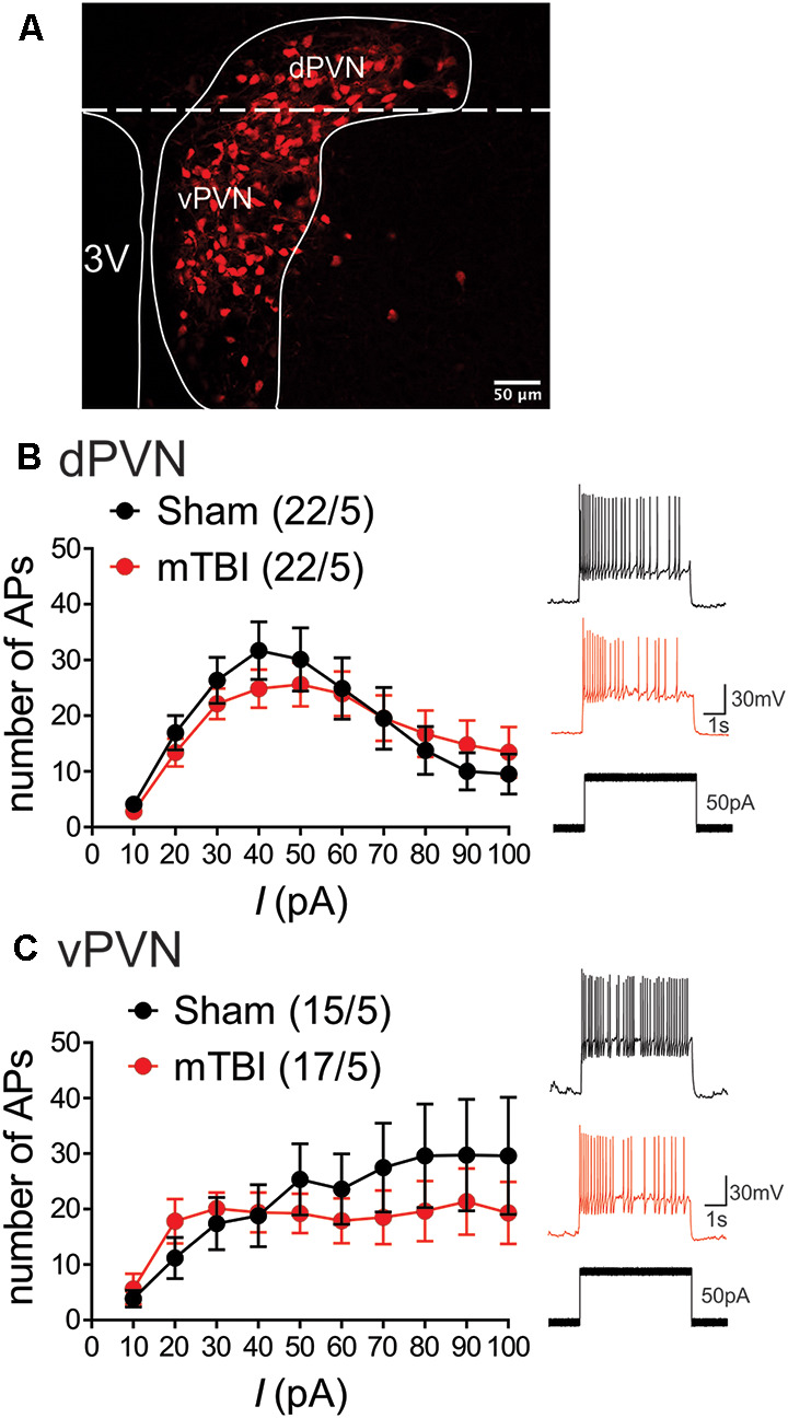 Blast-Induced Mild Traumatic Brain Injury Alterations of Corticotropin-Releasing Factor Neuronal Activity in the Mouse Hypothalamic Paraventricular Nucleus.