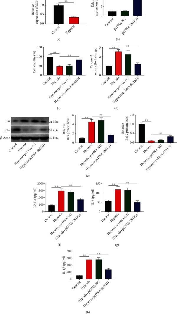 Long Noncoding RNA SNHG4 Attenuates the Injury of Myocardial Infarction via Regulating miR-148b-3p/DUSP1 Axis.