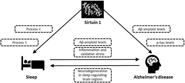 Sleep, Sirtuin 1 and Alzheimer’s disease: A review