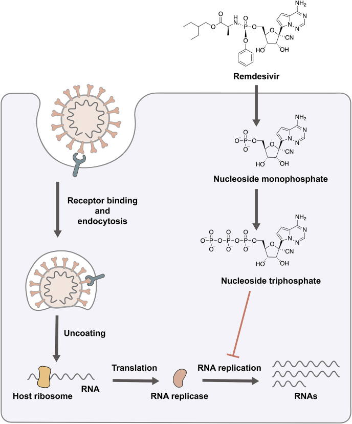 Strategies for drug repurposing against coronavirus targets