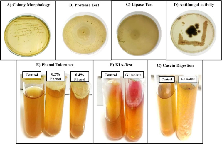 First report on the probiotic potential of <i>Mammaliicoccus sciuri</i> isolated from raw goat milk.