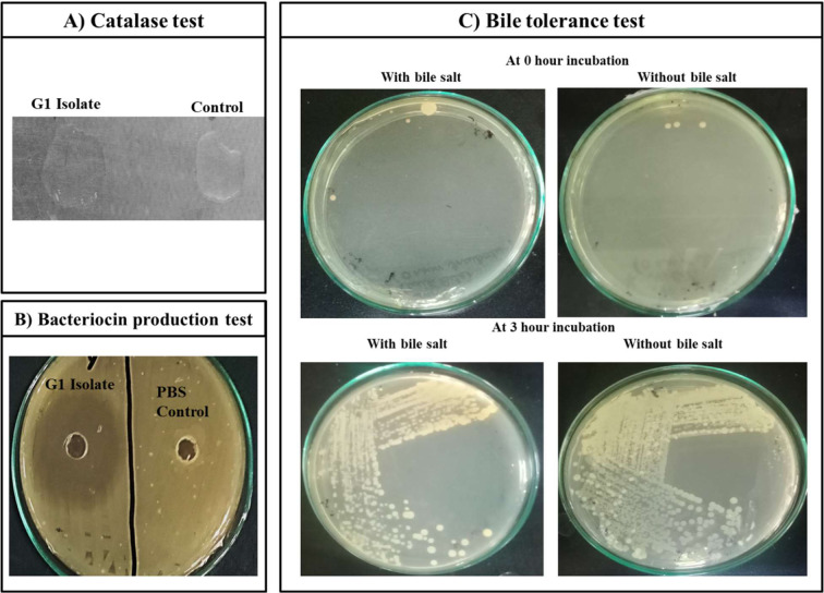 First report on the probiotic potential of <i>Mammaliicoccus sciuri</i> isolated from raw goat milk.