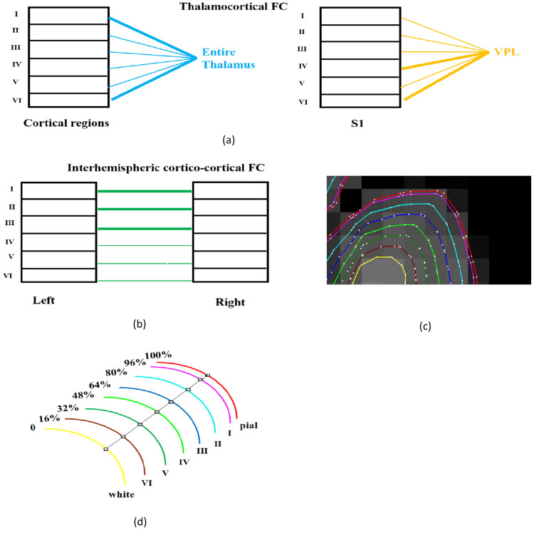 Resting state fMRI connectivity is sensitive to laminar connectional architecture in the human brain.