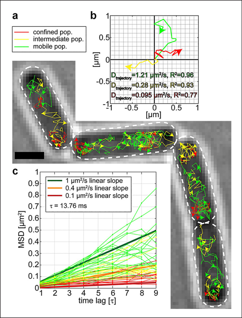 Heterogeneity of Subcellular Diffusion in Bacteria Based on Spatial Segregation of Ribosomes and Nucleoids.