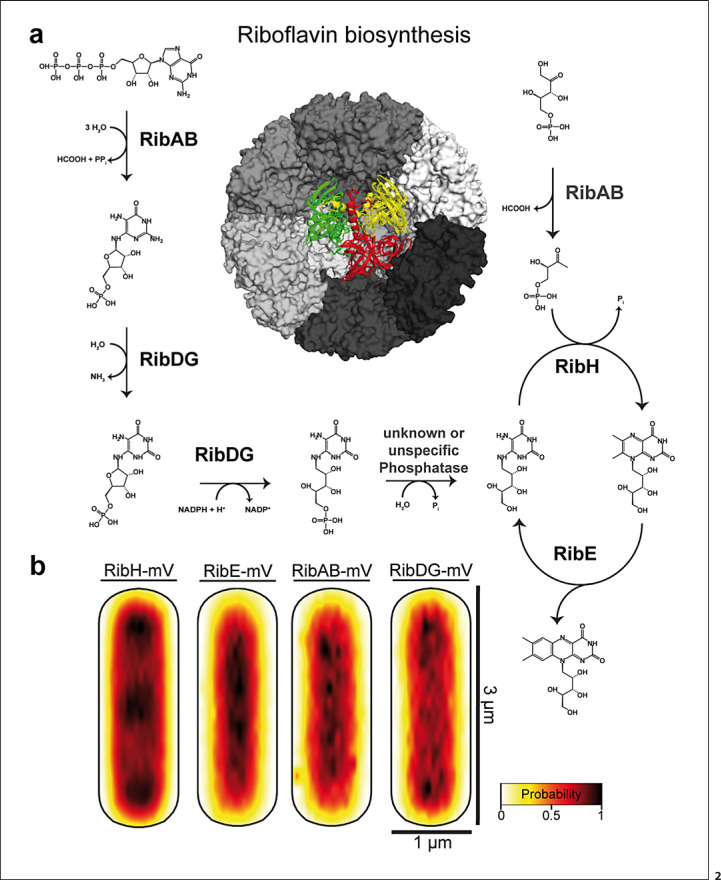 Heterogeneity of Subcellular Diffusion in Bacteria Based on Spatial Segregation of Ribosomes and Nucleoids.