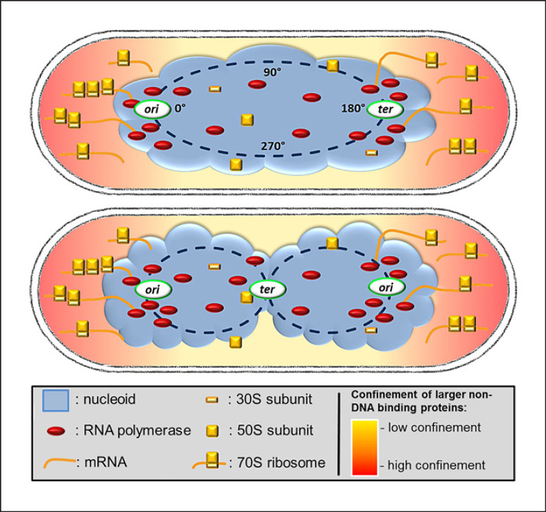 Heterogeneity of Subcellular Diffusion in Bacteria Based on Spatial Segregation of Ribosomes and Nucleoids.