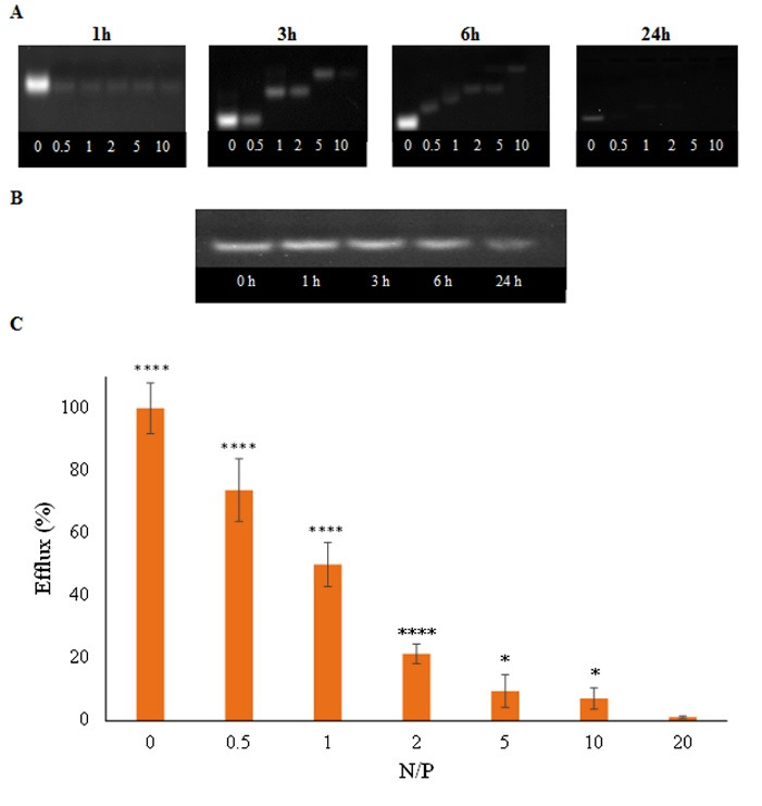 PEGylated nanohydrogels delivering anti-MicroRNA-21 suppress ovarian tumor-associated angiogenesis in matrigel and chicken chorioallantoic membrane models.