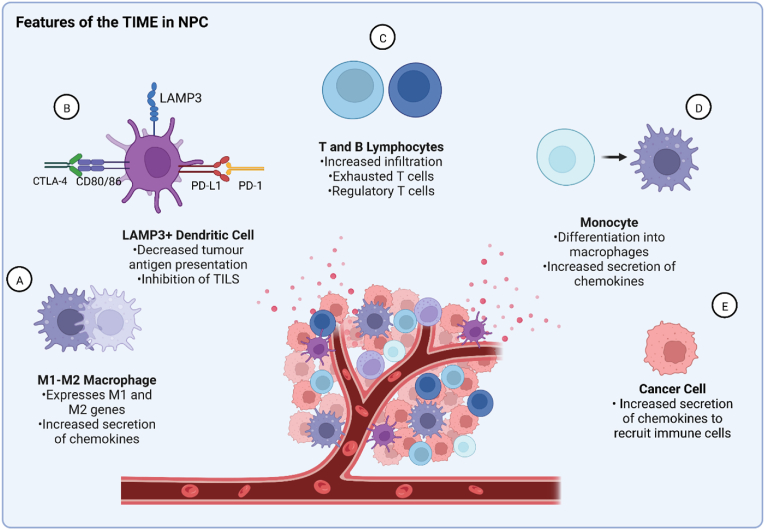 New insights into the tumour immune microenvironment of nasopharyngeal carcinoma