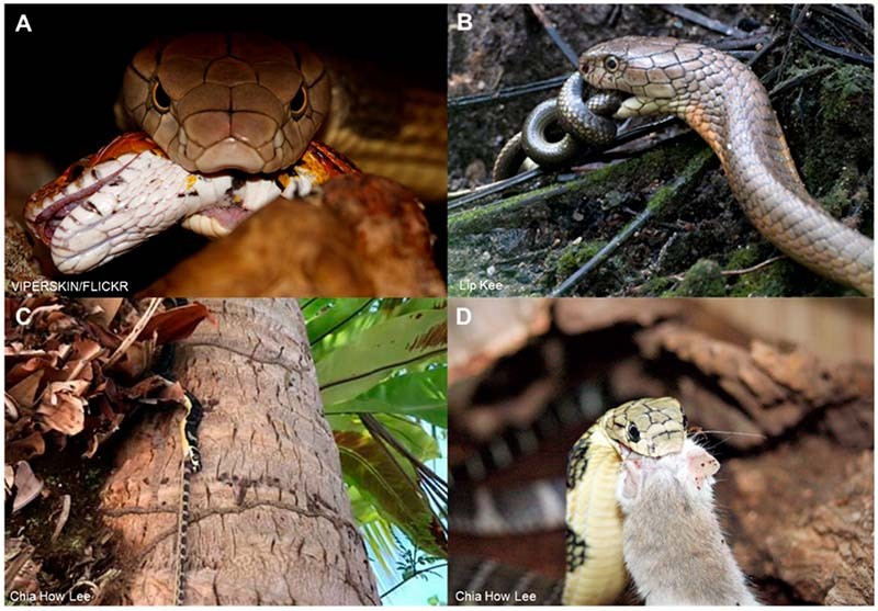 King Cobra and snakebite envenomation: on the natural history, human-snake relationship and medical importance of <i>Ophiophagus hannah</i>.