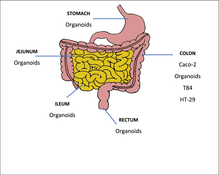 In vitro models and ex vivo systems used in inflammatory bowel disease.