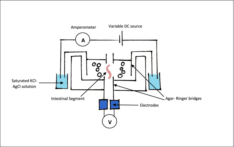 In vitro models and ex vivo systems used in inflammatory bowel disease.