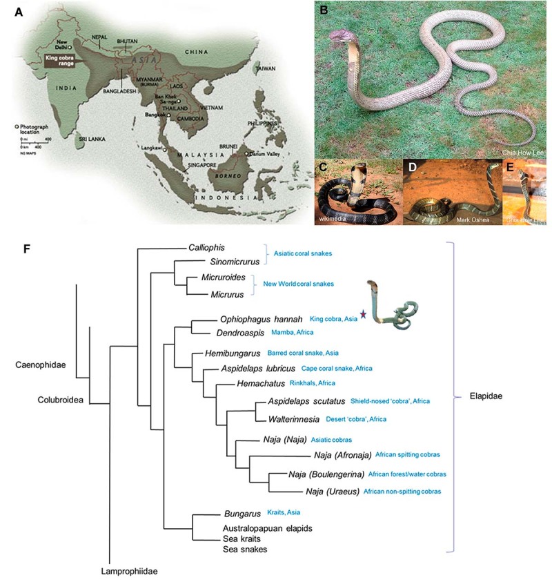 King Cobra and snakebite envenomation: on the natural history, human-snake relationship and medical importance of <i>Ophiophagus hannah</i>.