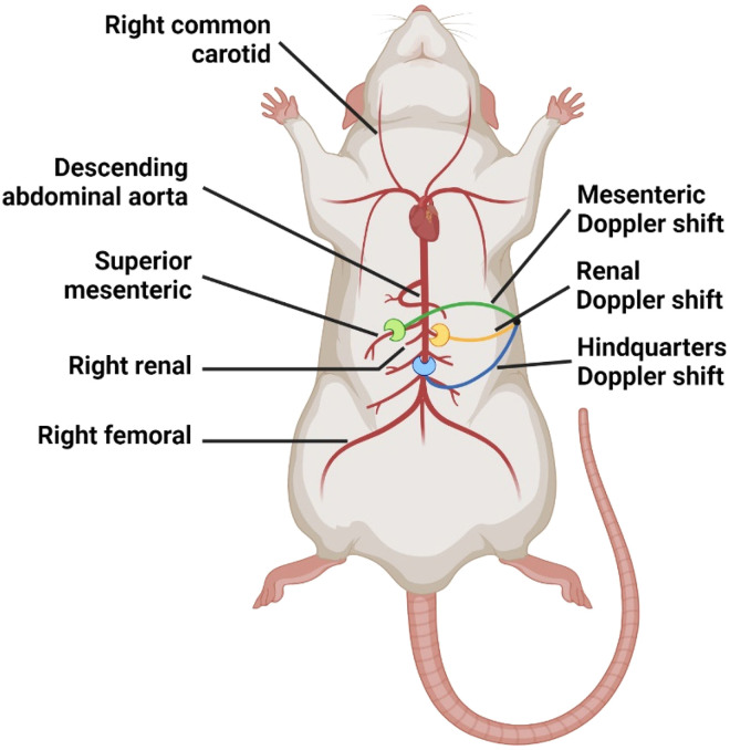 Monitoring haemodynamic changes in rodent models to better inform safety pharmacology: Novel insights from <b><i>in vivo</i> studies and waveform analysis</b>.