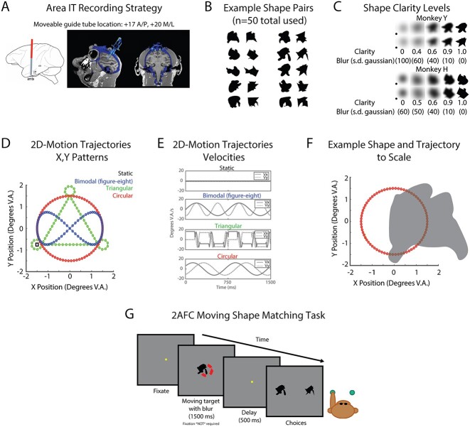 Neurons in inferior temporal cortex are sensitive to motion trajectory during degraded object recognition.