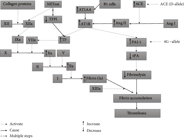 Angiotensin-Converting Enzyme (ACE) Insertion/Deletion (I/D) Polymorphism as a Conjoint Regulator of Coagulation, Fibrinolytic, and RAAS Pathway in Infertility and Associated Pregnancy Complications.