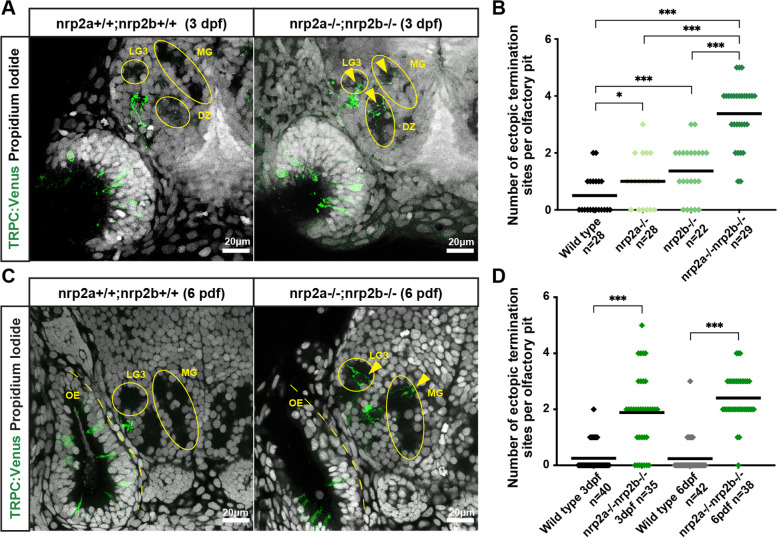 Loss of Neuropilin2a/b or Sema3fa alters olfactory sensory axon dynamics and protoglomerular targeting.