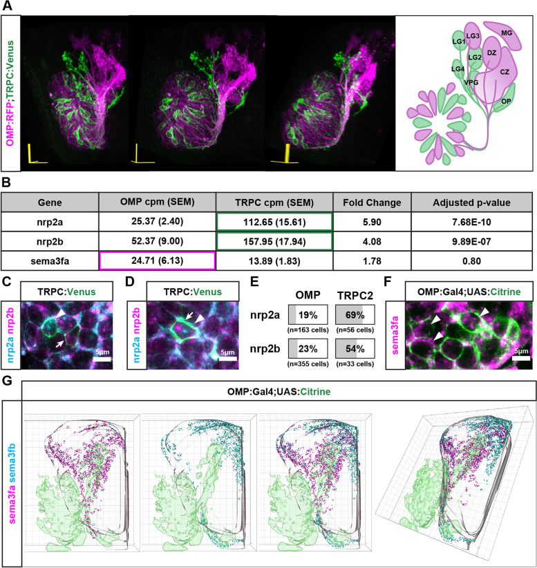 Loss of Neuropilin2a/b or Sema3fa alters olfactory sensory axon dynamics and protoglomerular targeting.
