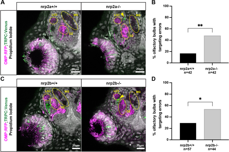 Loss of Neuropilin2a/b or Sema3fa alters olfactory sensory axon dynamics and protoglomerular targeting.