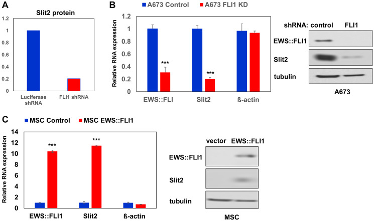 Slit2 signaling stimulates Ewing sarcoma growth.