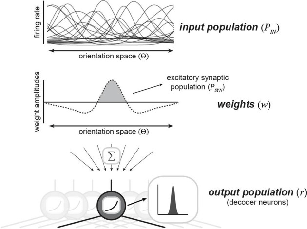 Unraveling Functional Diversity of Cortical Synaptic Architecture Through the Lens of Population Coding.