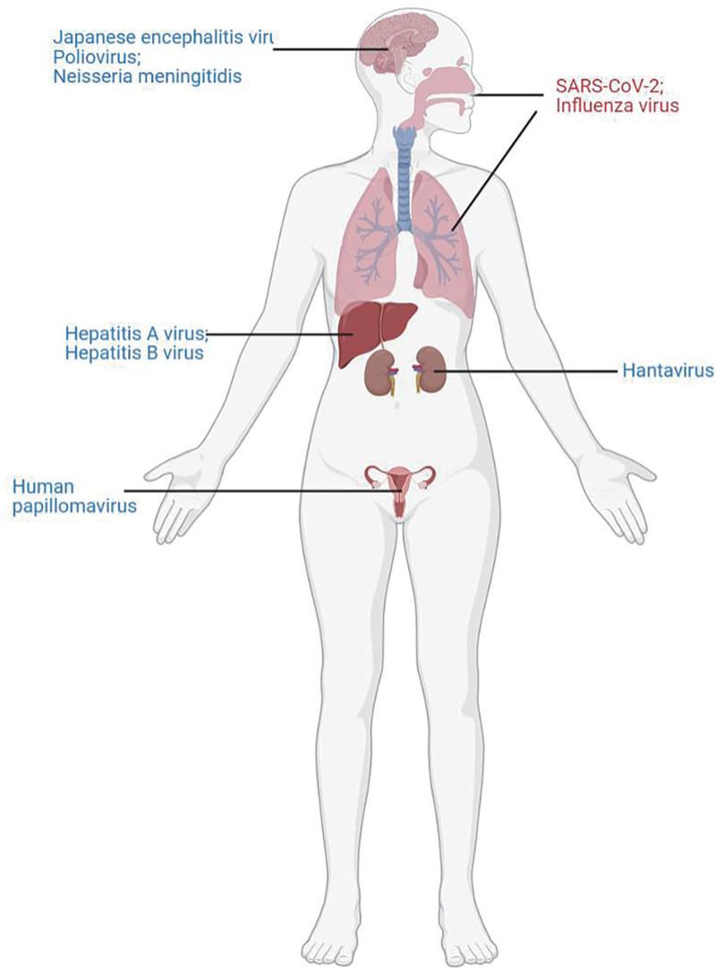 Reinfection and Breakthrough Infection of SARS-CoV-2: An Emerging Challenge That Is Threatening Our World.