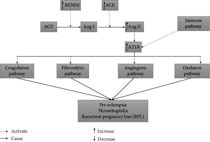 Angiotensin-Converting Enzyme (ACE) Insertion/Deletion (I/D) Polymorphism as a Conjoint Regulator of Coagulation, Fibrinolytic, and RAAS Pathway in Infertility and Associated Pregnancy Complications.