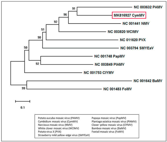 Cymbidium Mosaic Virus Infecting Orchids: What, How, and What Next?