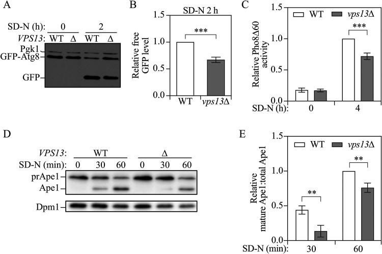 Vps13 is required for efficient autophagy in <i>Saccharomyces cerevisiae</i>.