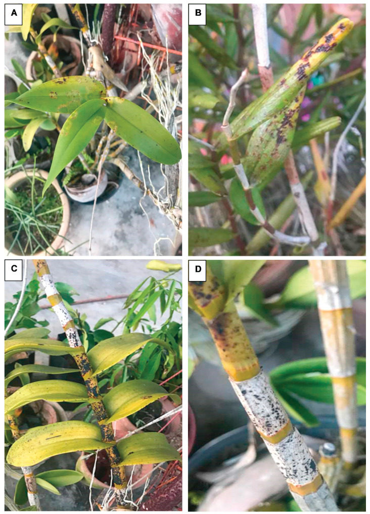 Cymbidium Mosaic Virus Infecting Orchids: What, How, and What Next?