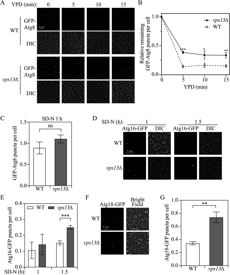 Vps13 is required for efficient autophagy in <i>Saccharomyces cerevisiae</i>.