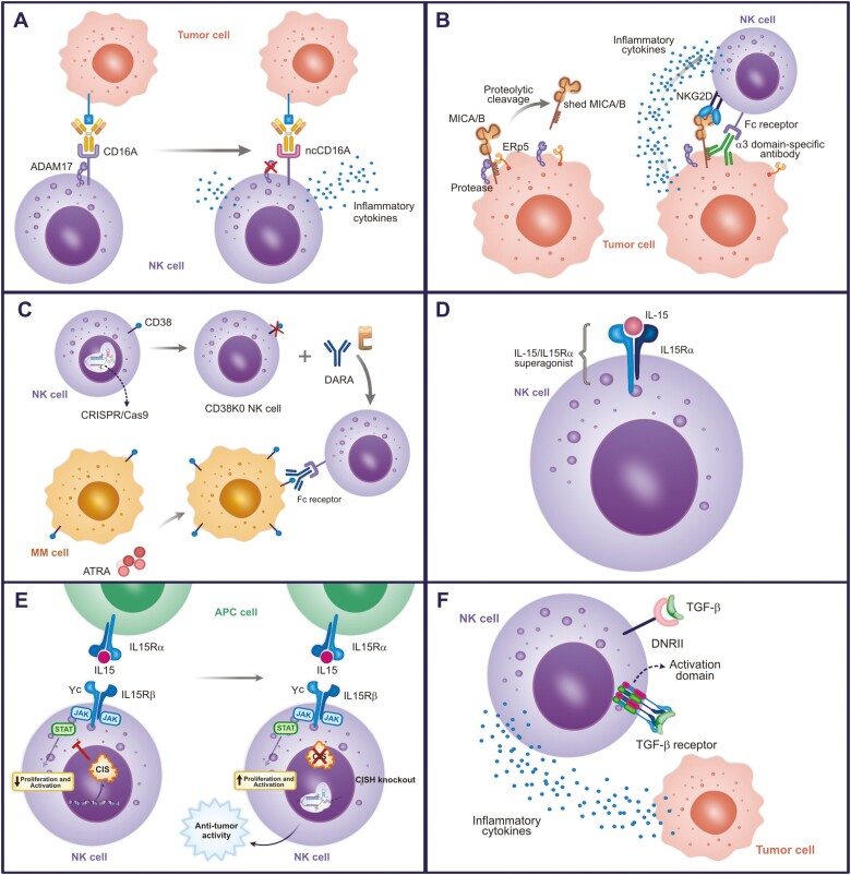 Engineering CAR-NK cells: how to tune innate killer cells for cancer immunotherapy.