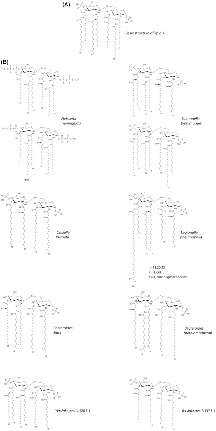 Lipid A heterogeneity and its role in the host interactions with pathogenic and commensal bacteria.