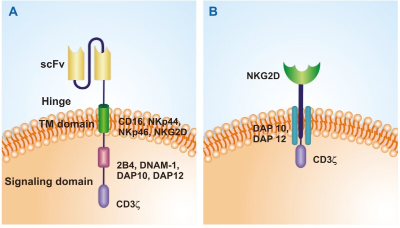 Engineering CAR-NK cells: how to tune innate killer cells for cancer immunotherapy.