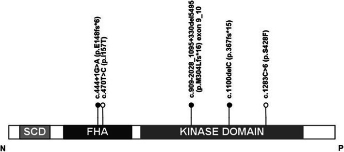 CHEK2 mutations and papillary thyroid cancer: correlation or coincidence?