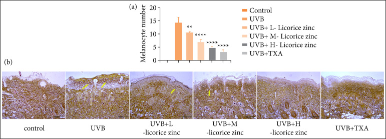 Licorice zinc suppresses melanogenesis via inhibiting the activation of P38MAPK and JNK signaling pathway in C57BL/6J mice skin.