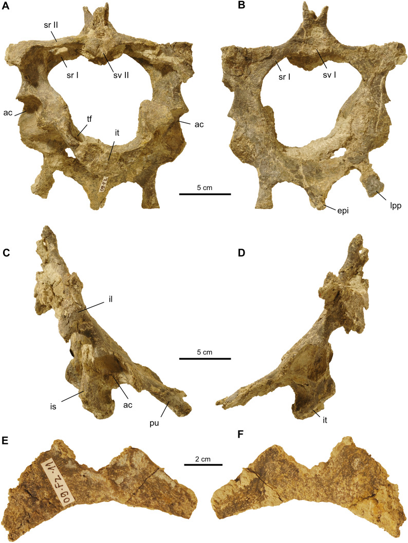 First evidence of <i>Proganochelys quenstedtii</i> (Testudinata) from the <i>Plateosaurus</i> bonebeds (Norian, Late Triassic) of Frick, Canton Aargau, Switzerland.