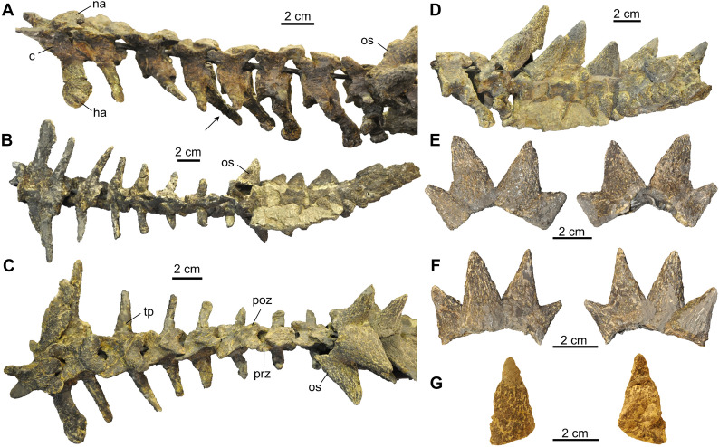 First evidence of <i>Proganochelys quenstedtii</i> (Testudinata) from the <i>Plateosaurus</i> bonebeds (Norian, Late Triassic) of Frick, Canton Aargau, Switzerland.