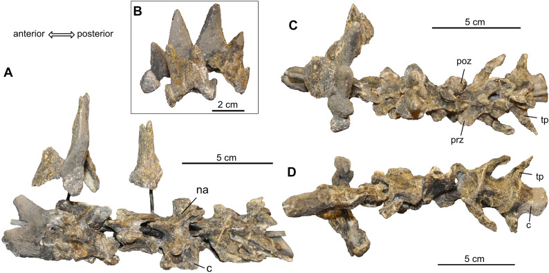 First evidence of <i>Proganochelys quenstedtii</i> (Testudinata) from the <i>Plateosaurus</i> bonebeds (Norian, Late Triassic) of Frick, Canton Aargau, Switzerland.