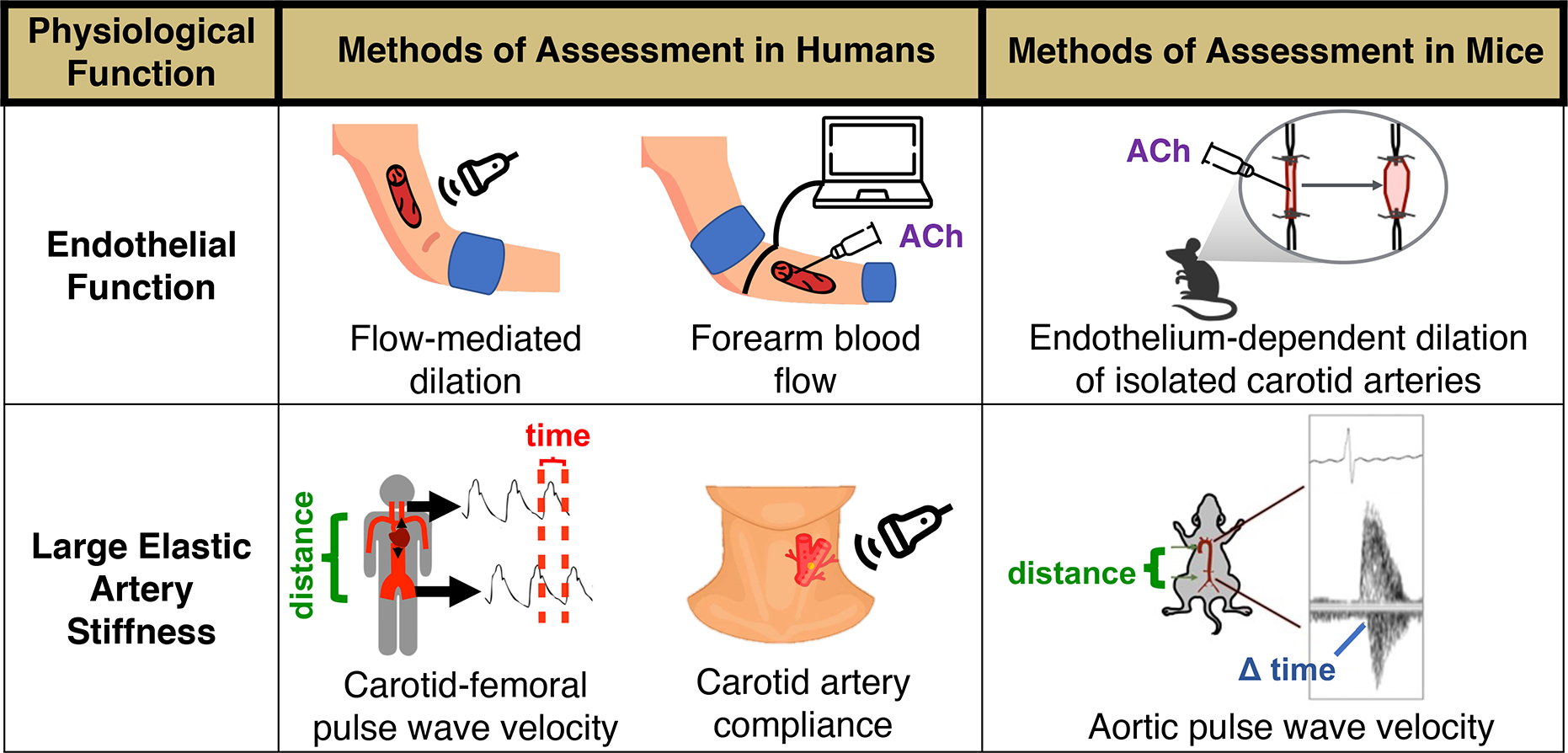 Promoting healthy cardiovascular aging: emerging topics.