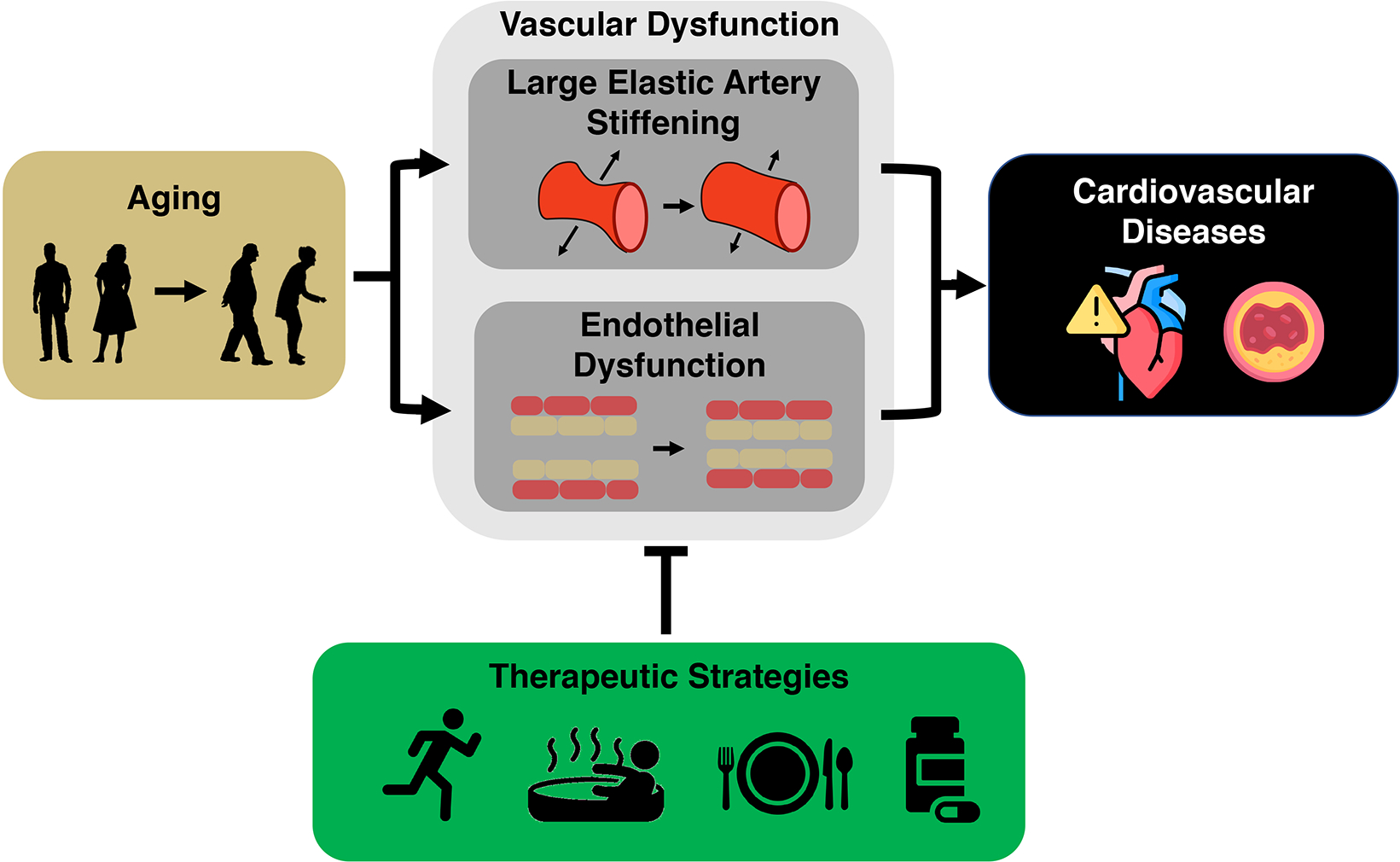 Promoting healthy cardiovascular aging: emerging topics.