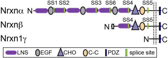 Neurexins and their ligands at inhibitory synapses.