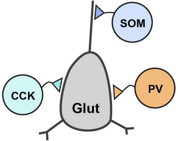 Neurexins and their ligands at inhibitory synapses.